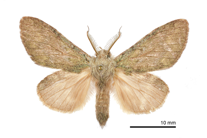 Syntypistis cyanea cyanea Male